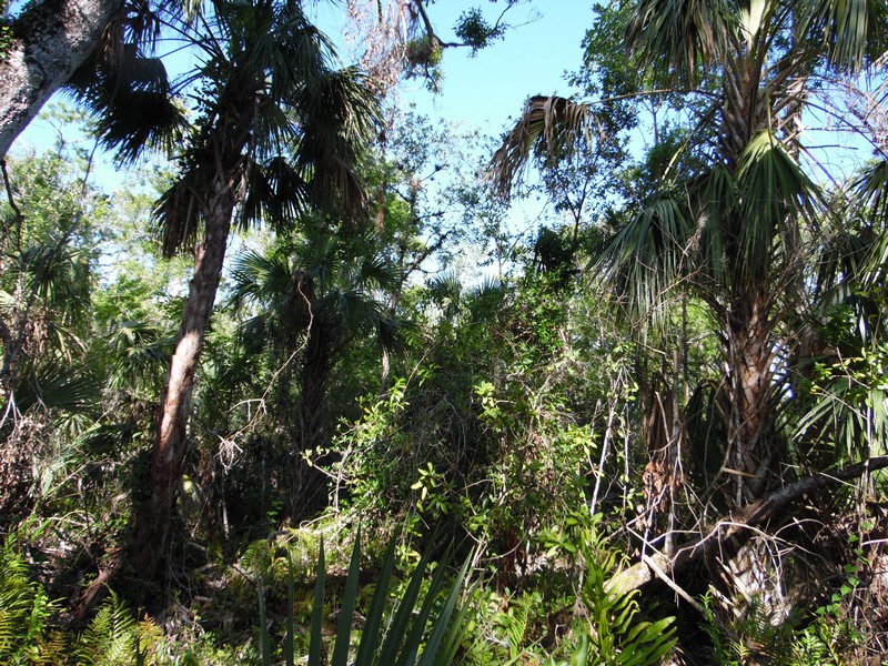 Everglades82.jpg