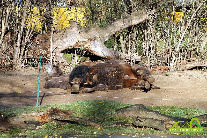 KölnerZoo_25.11.14_063.jpg