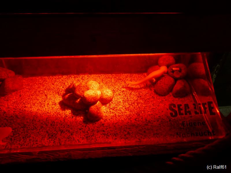 Sea Ob 22-12-17 Sealife 05.jpg