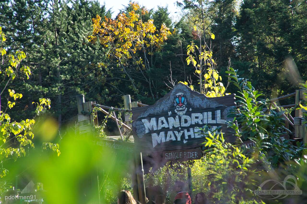 Mandrill Mayhem im Park Chessington World of Adventures Impressionen