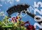 Preview: Coasterfriends Kalender 2025